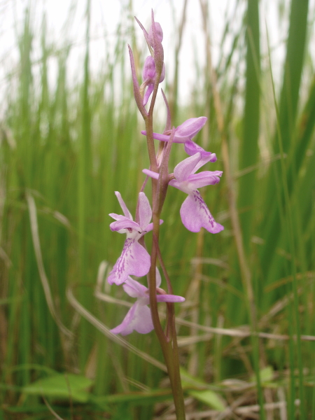 Anacamptis palustris / Orchide palustre